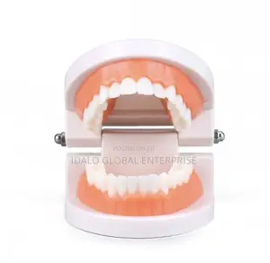 Dental Model - Teeth Model (Big Size)
