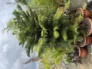 10 Feet + Araucaria for Sell