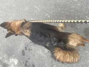 1+ year Female Purebred German Shepherd