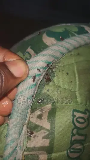 Crowncare Professional Bedbugs Fumigation