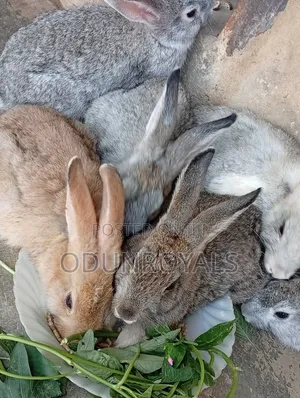 7 To 8 Weeks Old Healthy Rabbits Weaners Available For Sale