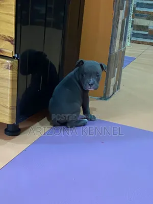 1-3 months Female Purebred American Bully
