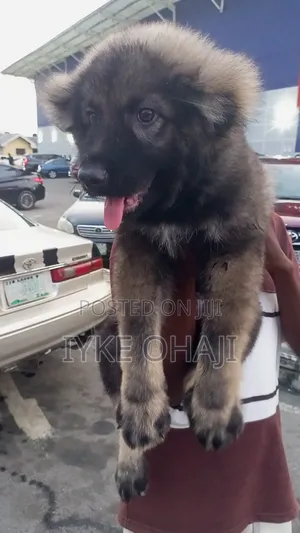 1-3 months Male Purebred Caucasian Shepherd