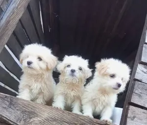 1-3 months Female Purebred Lhasa Apso