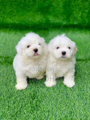 1-3 months Male Purebred Lhasa Apso