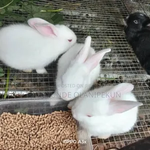 Rabbit Weaners