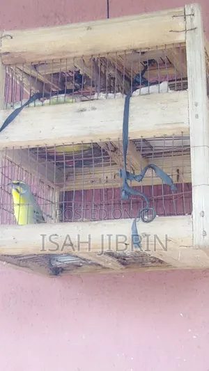 Caneri Bird