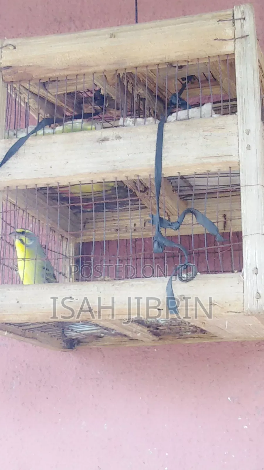 Caneri Bird