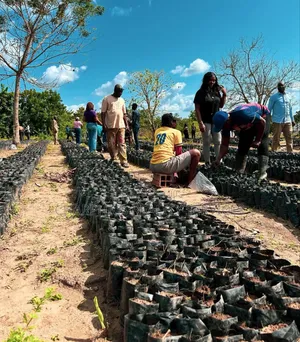Own Oil Palm Plantation At Ogun State