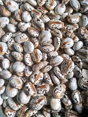 Castor Seed for Sale