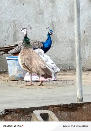 Beautiful Peacock