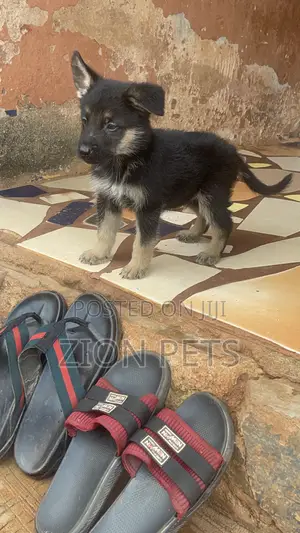 1-3 months Male Purebred German Shepherd