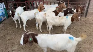 Boar and Kalahari Goats