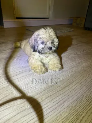 1-3 months Female Purebred Lhasa Apso