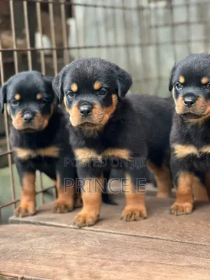 1-3 months Male Purebred Rottweiler