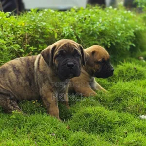 1-3 months Male Purebred Boerboel