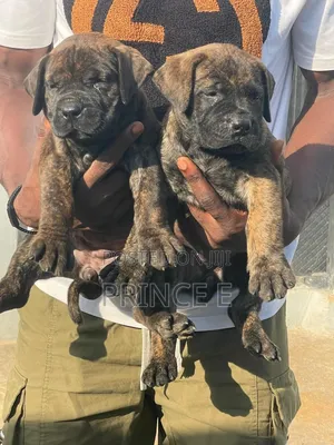 1-3 months Female Purebred Bullmastiff