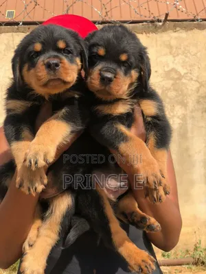 1-3 months Male Purebred Rottweiler