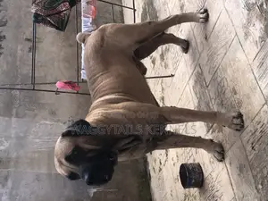 1+ year Male Purebred Boerboel