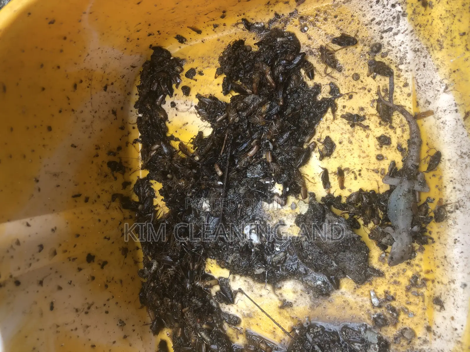 Pest/Insects Fumigation