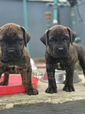 1-3 months Male Purebred Boerboel
