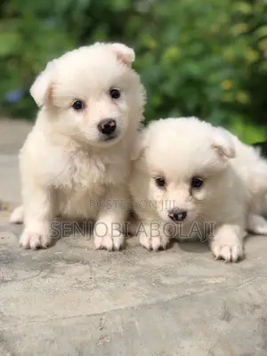 1-3 months Female Purebred American Eskimo