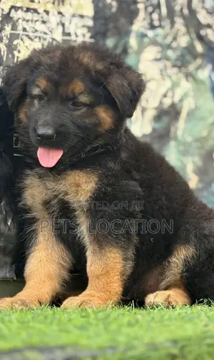 1-3 months Female Purebred German Shepherd