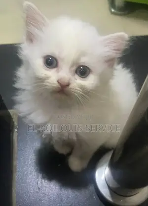 1-3 months Female Purebred Persian