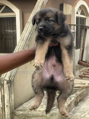 1-3 months Male Purebred German Shepherd
