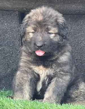 1-3 months Male Purebred Caucasian Shepherd