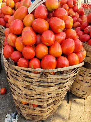 Fresh Tomato U T C Jos Derika
