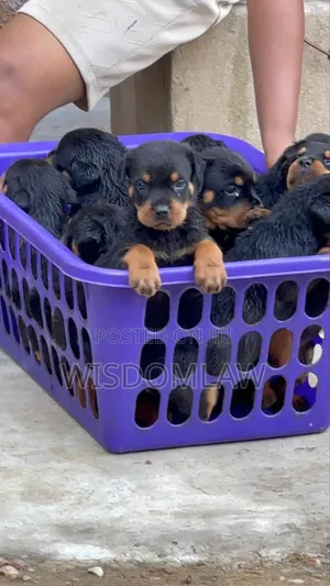 1-3 months Female Purebred Rottweiler