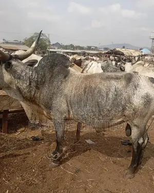 We Sell the Best Cows,Goat and Ram Suitable for Any Type of Event