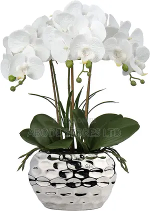 White Phalaenopsis Orchid With Silver Ceramic Pot