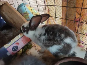 Rabbits for Sale