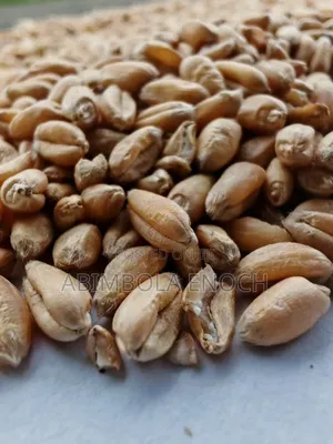 Large Quantity of Wheat and Flour for Sale