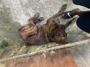 1+ year Male Mixed Breed Rottweiler