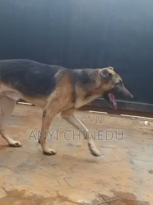 1+ year Male Purebred German Shepherd