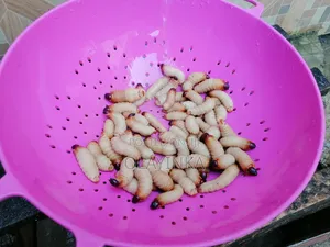 Palm Weevil Larva Bayelsa Suya