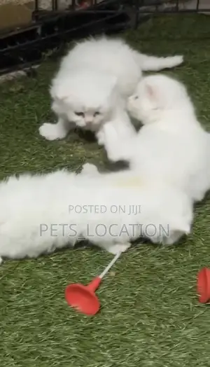 1-3 months Female Purebred Persian
