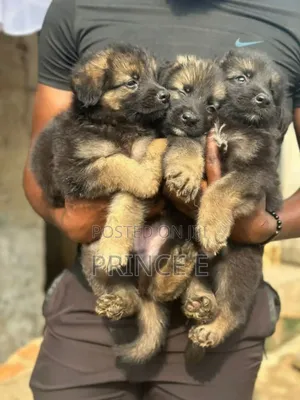 1-3 months Male Purebred German Shepherd