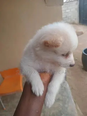 1-3 months Male Purebred American Eskimo