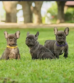 1-3 months Female Purebred French Bulldog