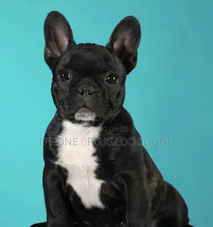 1-3 months Male Purebred French Bulldog
