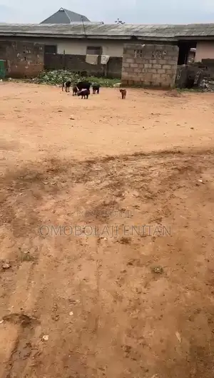 Half Plot of Land