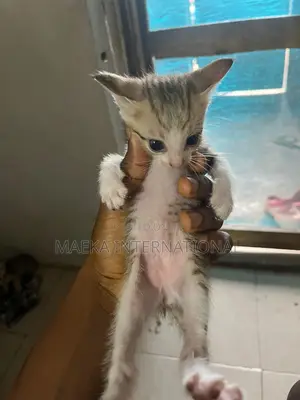 1-3 months Male Purebred American Shorthair