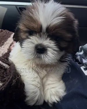 1-3 months Female Purebred Shih Tzu
