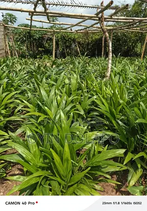 Supergene and Tenera Palm Seedlings for Sale