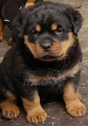 1-3 months Male Purebred Rottweiler