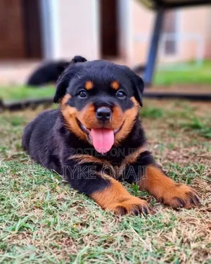 3-6 months Male Purebred Rottweiler